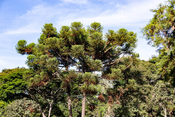 Piñones del pino de Parán (Araucaria angustifolia) en el suelo con "grimpas" - Foto, imagen