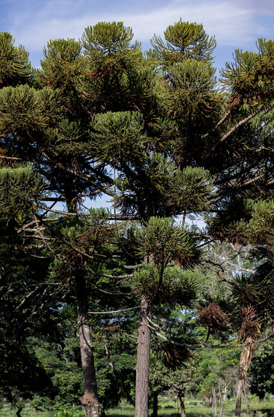 pijnboompitten (Araucaria angustifolia) op de grond met "grimpas"" - Foto, afbeelding