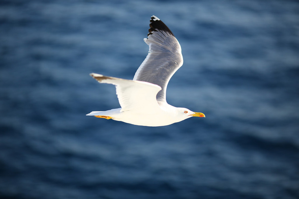 Seagull over the water - Photo, Image