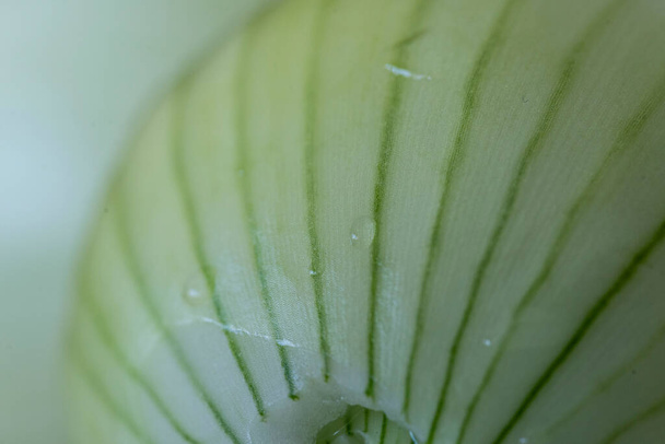 Close up of a green onion. Macro photography of onion peel. - Photo, Image