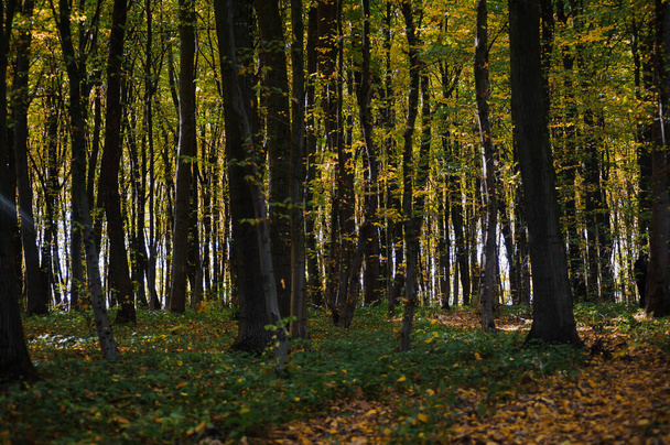 Belle forêt d'automne, temps ensoleillé, feuilles jaunes sur les arbres. - Photo, image