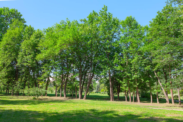 Зеленое дерево на зеленом лугу. Пастбище в парке. Green Trees Grass and Lawn - Фото, изображение