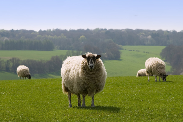 lider owiec - Zdjęcie, obraz