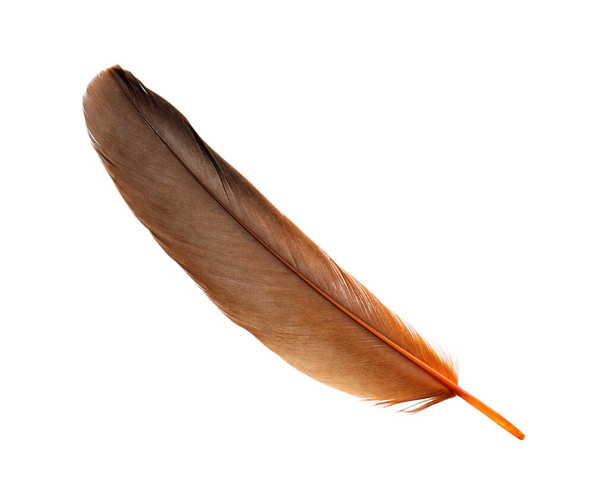 Beautiful orange bird feather isolated on white - Photo, Image