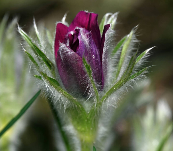 Virág Pulsatilla vulgaris közelkép növekvő szabadban - Fotó, kép