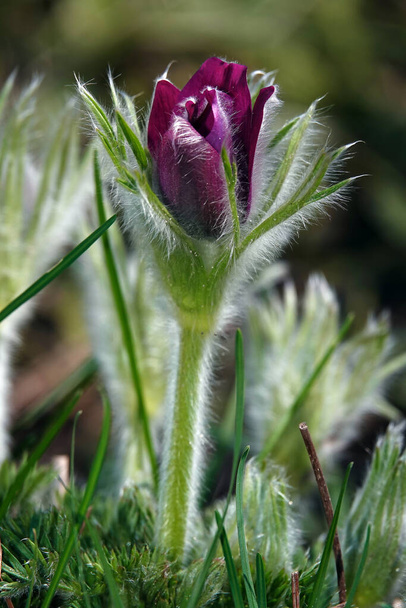 Flower Pulsatilla vulgaris close-up growing outdoors - Photo, Image