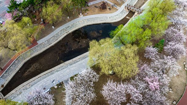 Urban landscape of Changchun, China with apricot blossoms in full bloom - Photo, Image
