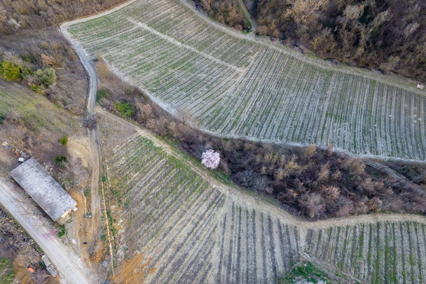 bezpilotní letecký pohled na údolí organických vinic a plný květ třešně v jarní sezóně - Fotografie, Obrázek