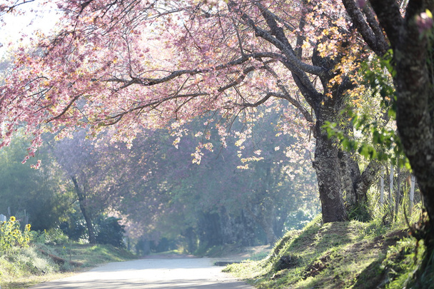 flores de flor de cerezo sakura
 - Foto, imagen
