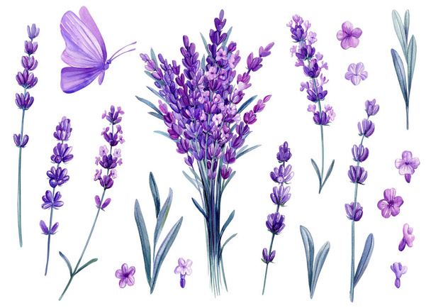 Lavanda y mariposa, acuarela conjunto de flores silvestres sobre fondo blanco aislado, ilustración floral de verano, flora violeta. ilustración de alta calidad - Foto, Imagen