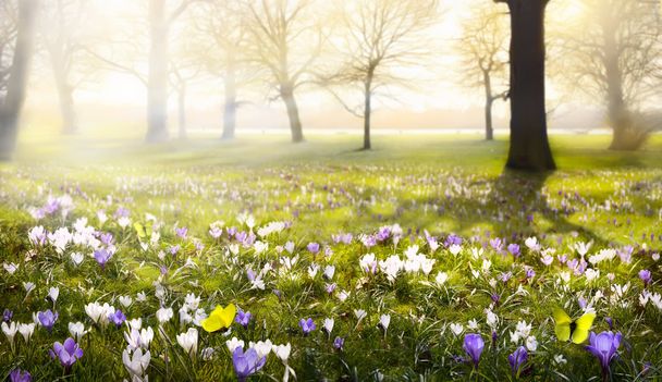 абстрактный солнечный красивый фон Весна
  - Фото, изображение
