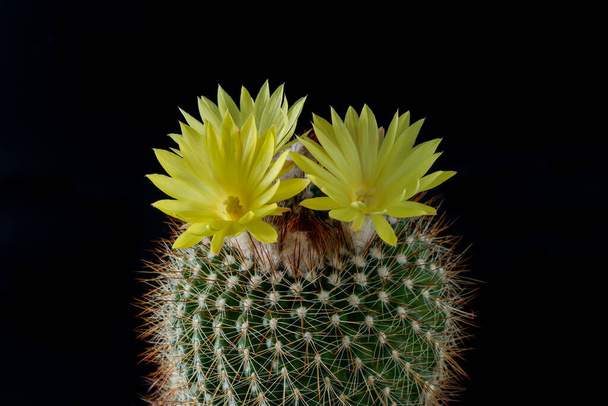 Cactus flower plant on back background  - 写真・画像