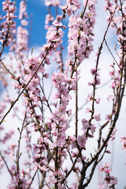 sakura flowers on a tree on a sunny day - Photo, Image