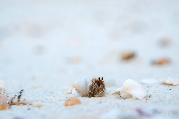 Καβούρι ερημίτης στην παραλία της Ταϊλάνδης. - Φωτογραφία, εικόνα