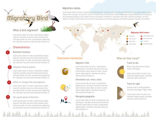 Infographics σχετικά με τη μετανάστευση των πτηνών, τα χαρακτηριστικά των πτηνών, τον προσανατολισμό τους, τις διαδρομές της μετανάστευσής τους και όταν ταξιδεύουν. - Διάνυσμα, εικόνα