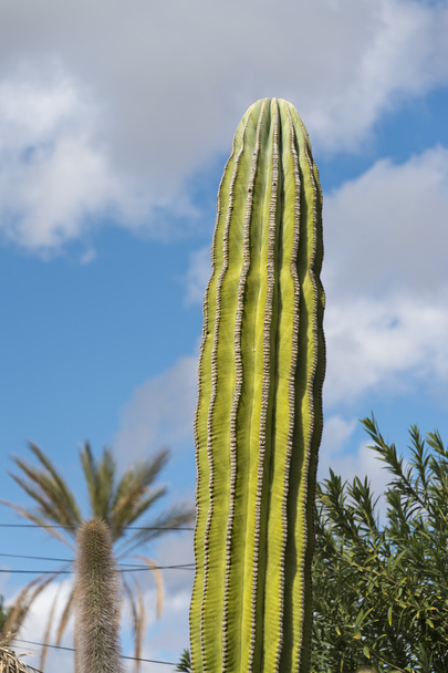 Pustynia kaktus w Meksyku - Zdjęcie, obraz