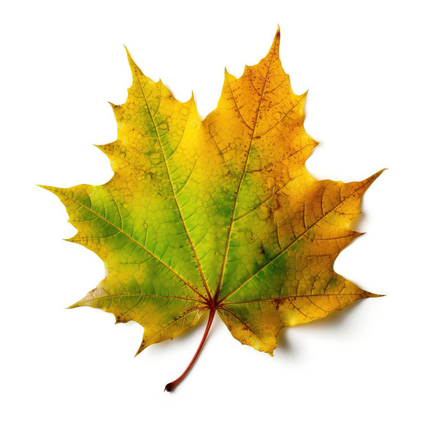 Veelkleurig herfstesdoornblad op een witte geïsoleerde achtergrond - Foto, afbeelding