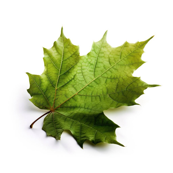 Green maple leaf on white isolated background, design blank - Photo, Image