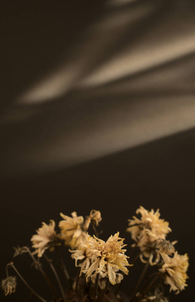 Száraz növény virágok botanika ellen természetes szerves árnyék textúra elvont háttér. - Fotó, kép
