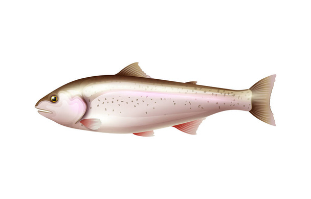 Realistic salmon fish on white background vector illustration - Vector, Image