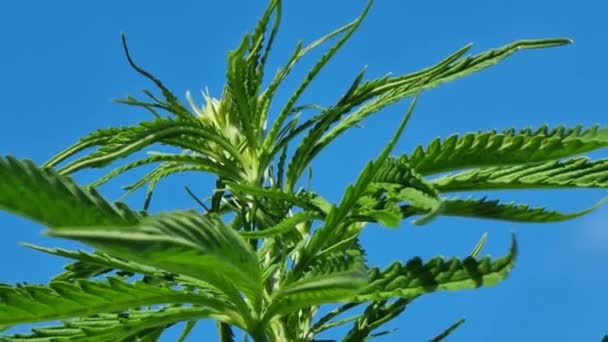 Kannabiskasvi vastaan sininen skyjuana lehdet lähikuva - Materiaali, video