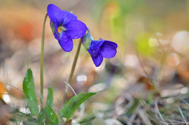 fleurs de violettes fleurissant sur le champ
 - Photo, image