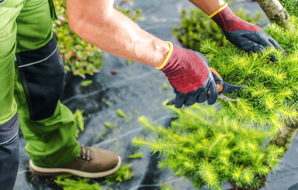 Closeup of Professional Landscaper in Gardening Gloves Trimming Plant with Shuning Nůžky Tool. Zahradní péče a údržba Téma. - Fotografie, Obrázek
