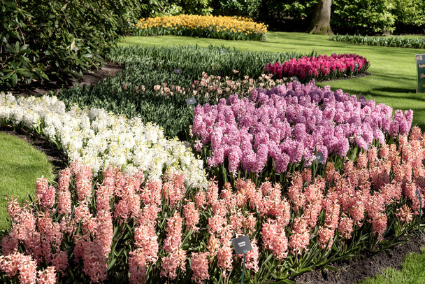 Διαφορετικοί έγχρωμοι υάκινθοι ανθίζουν στο πάρκο Keukenhof. Κάτω Χώρες - Φωτογραφία, εικόνα