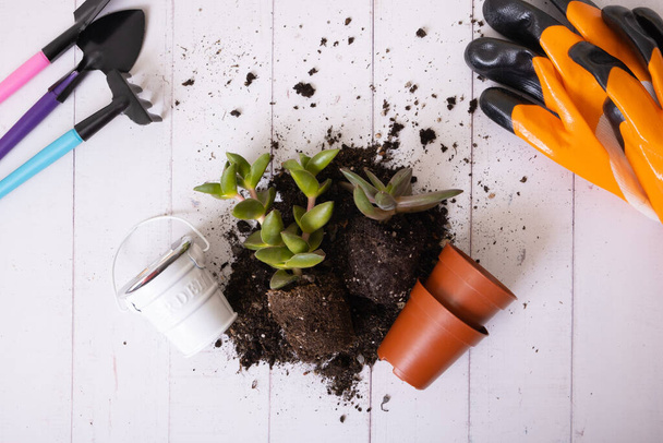 Home plants and the soil, pots and gardening tools flat lay, top view. Home gardening concept. - Фото, изображение