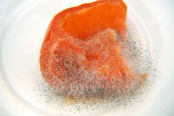 極端なクローズアップビューでの食品型の科学的な例。トマトの一部にカビの胞子が広がります。腐った野菜の上に食物菌の構造を持つシーン. - 写真・画像