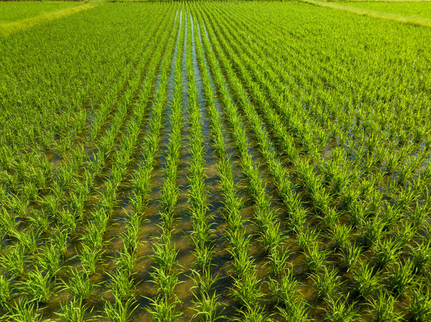 Rows of young green rice in morning sun on small farm. High quality photo - Photo, Image