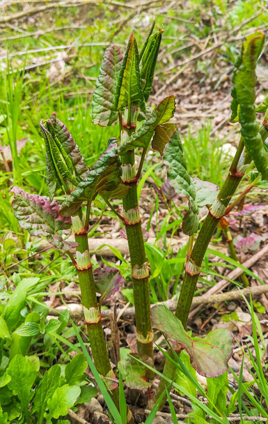 Young shoots of the Fallopia sachalinensis near the river - Photo, Image