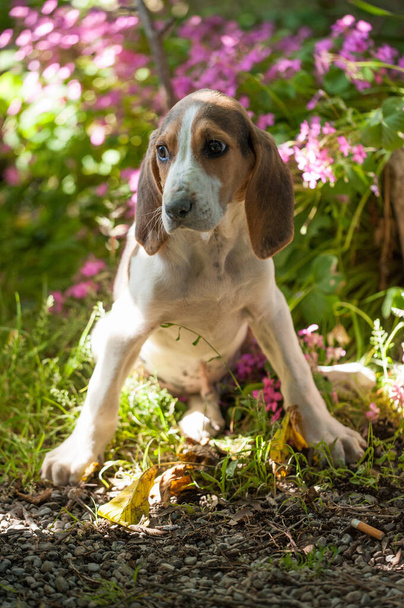 Il cucciolo di cane da caccia francese anglo è all'aperto con i suoi dolci occhi - Foto, immagini