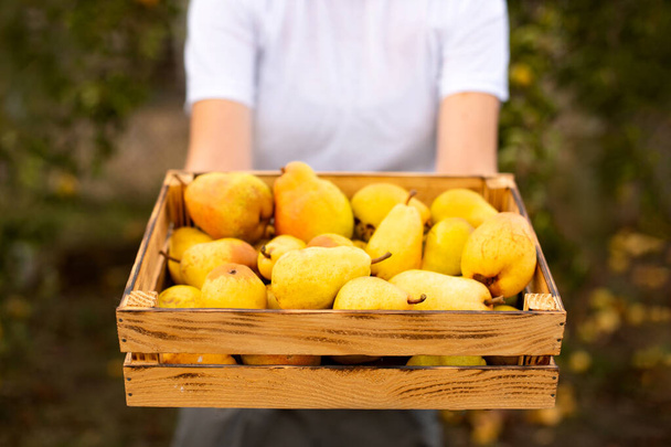 Mulher agricultor segurando caixa de madeira cheia de peras cruas frescas no jardim. Cesta com frutas nas mãos. - Foto, Imagem
