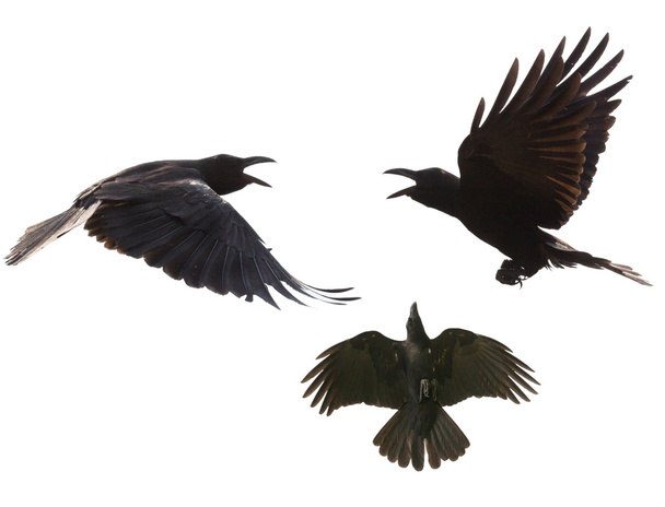 black birds crow flying mid air show detail in under wing feathe - Photo, Image