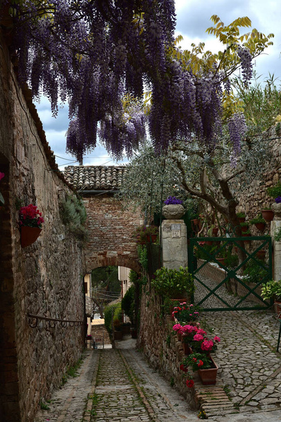View of old alley of Spello with a plant of wisteria in the spring season, Umbria region, Italy - Foto, Imagen