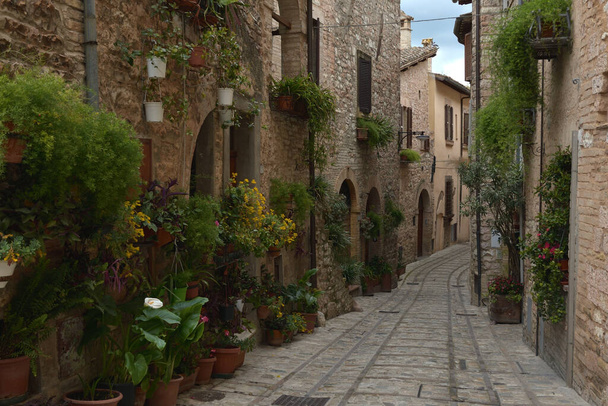 Flowers in ancient street. Spello is located in Umbria region, Italy - Photo, Image