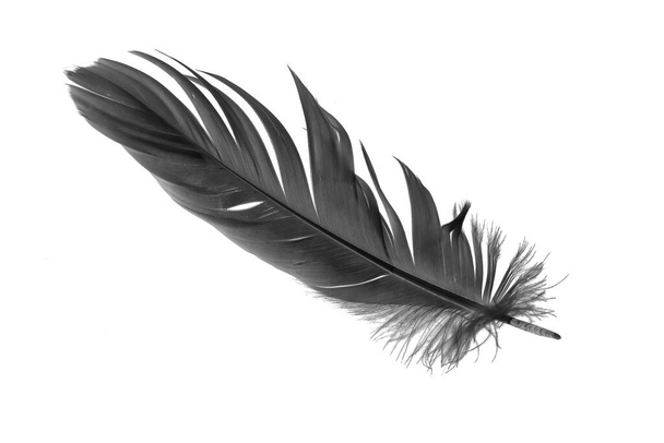 black goose feather on a white isolated background - Photo, image
