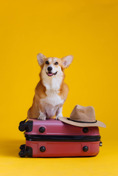 Adorable cute Welsh Corgi Pembroke going on vacation standing on red suitcase with straw hat on yellow studio background. Funny Vacation and Travel concept - Foto, imagen
