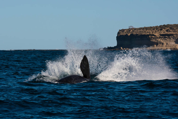 Salto de ballenas francas Sohutern, especies en peligro de extinción, Patagonia, Argentina - Foto, Imagen