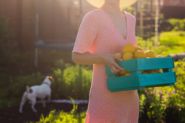 Νεαρή καυκάσια θετική γυναίκα κηπουρός σε καπέλο και ροζ φόρεμα κρατά κουτί με λεμόνια στα χέρια της την ηλιόλουστη μέρα του καλοκαιριού. - Φωτογραφία, εικόνα