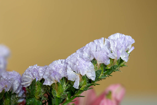 Макро выстрел волнистым морским лавандой (лимоний синуатом) цветы в цвету - Фото, изображение