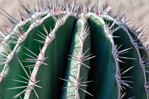 Kaktusové trny makro. Tropický pichlavý kaktus - Fotografie, Obrázek