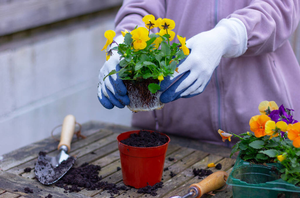 planting a violet flower in a pot for transplanting, preparation, gardening - Zdjęcie, obraz