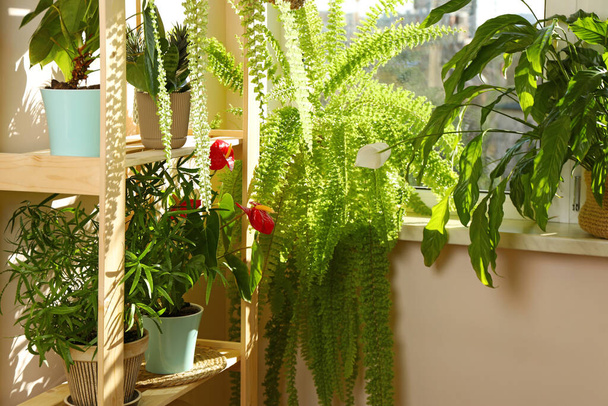 Beautiful potted house plants near window indoors - Valokuva, kuva