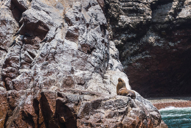 Θαλάσσιο λιοντάρι της Νότιας Αμερικής στο Εθνικό Αποθεματικό Paracas, Ica Peru - Φωτογραφία, εικόνα