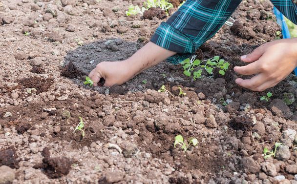 Çiftçi kadın eli, verimli topraklarda yeşil marulla filizleniyor. Organik bitki tarım konsepti için. - Fotoğraf, Görsel