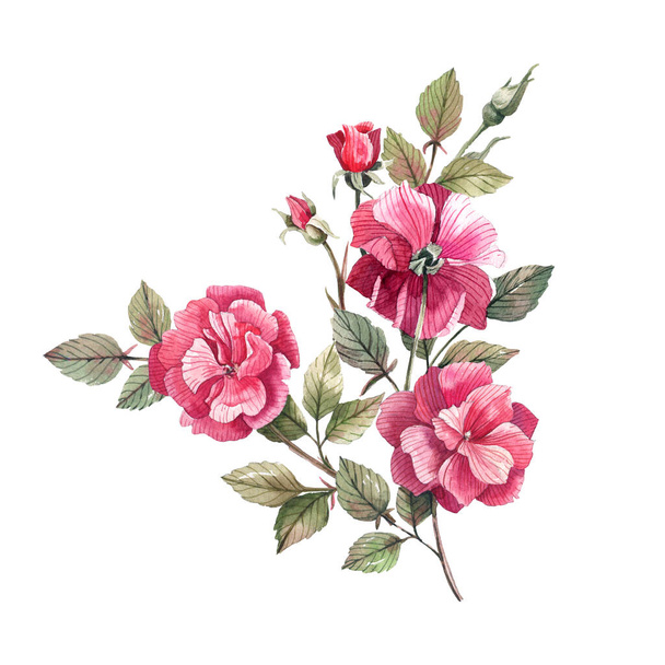 Branch of pink rose with flowers and buds watercolor illustration isolated on white background. Scrapbooking, design for wedding invitations, cards. - Photo, Image