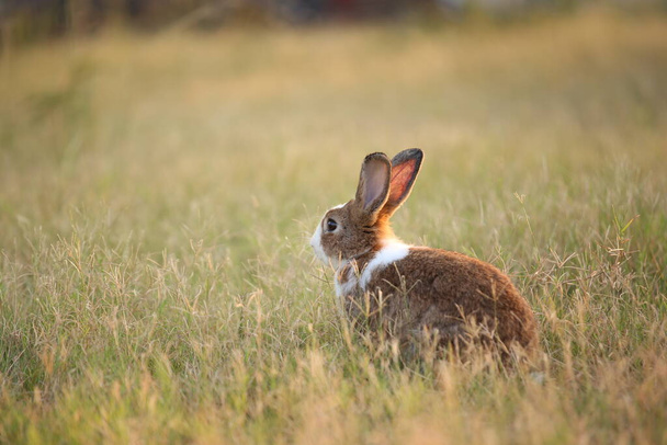 Rabbit in green field and farm way. Lovely and lively bunny in nature with happiness. Hare in the forest. Young cute bunny playing in the garden with grass and small flower in dreamy golden light. - Photo, image