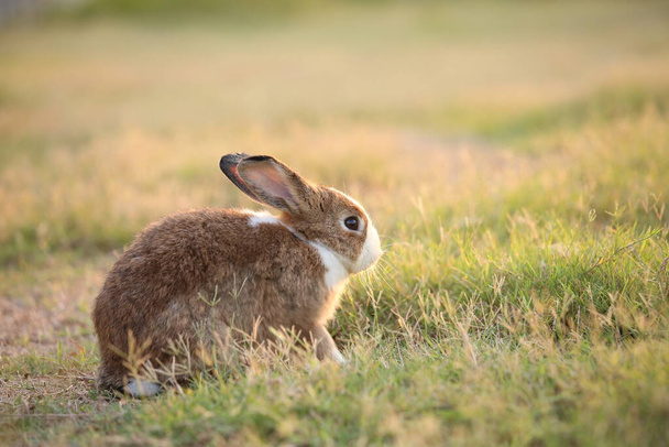 Kaninchen auf der grünen Wiese und auf dem Hof. Schöne und lebhafte Hasen in der Natur mit Glück. Hase im Wald. Junge süße Hasen spielen im Garten mit Gras und kleiner Blume in verträumtem goldenem Licht. - Foto, Bild